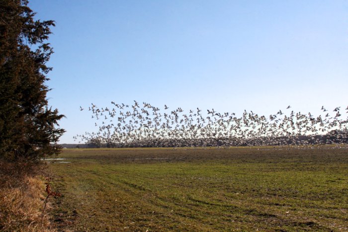 Snow Geese 4